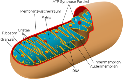 562px-Animal_mitochondrion_diagram_de.svg.png