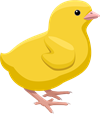 YCAT_230330_chick.png