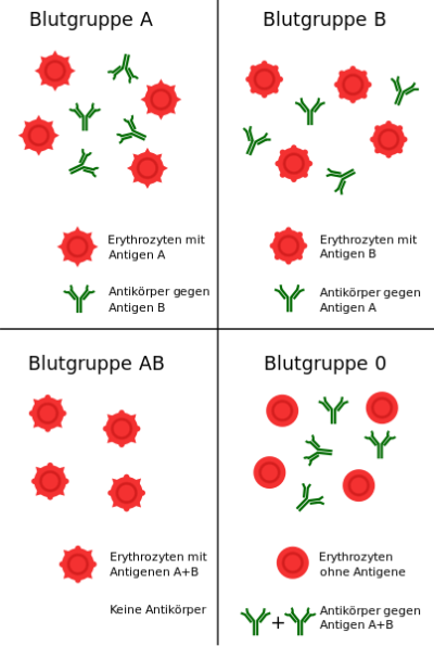 403px-Blutgruppen_AB0-System.svg.png